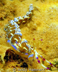 Pteraeolidia ianthina in shallow water by Andy Hamnett 
